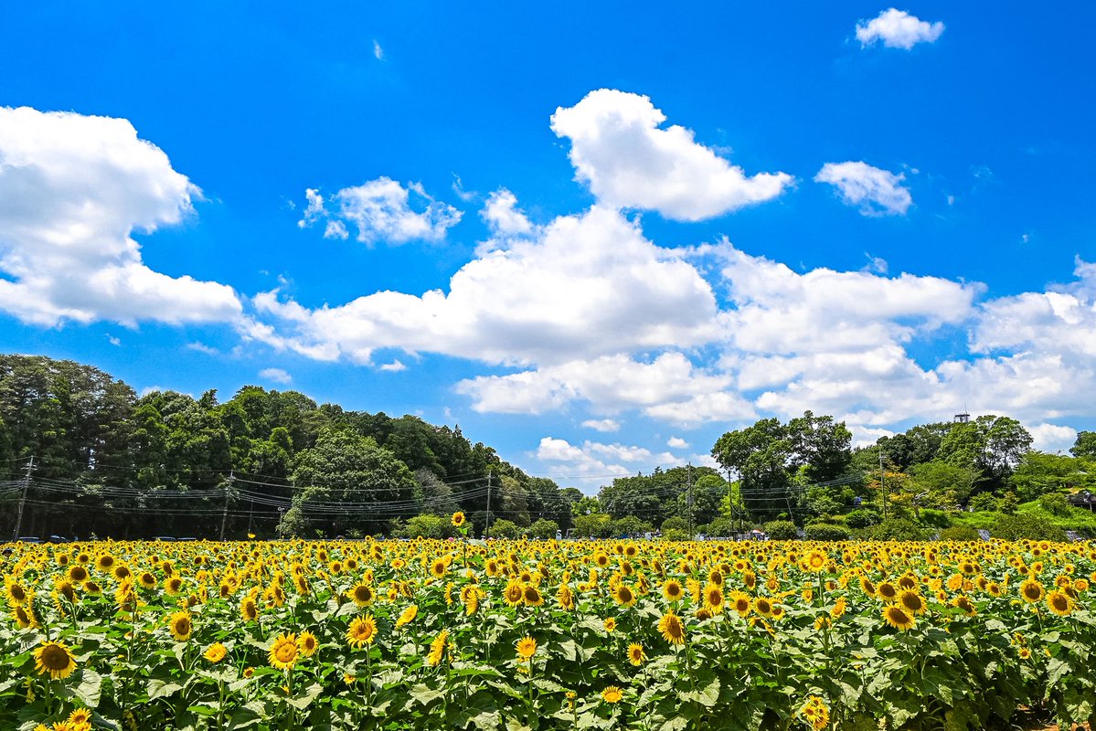 knight_amg's tweet image. あけぼの山🌻
天気が良かったので
今夏2回目です☀️
お昼近くに行くのは滅多にありませんが
たまたま行ける範囲で用事があったので
軽い気持ちで行ってみたらびっくりしました‼️
駐車場に入るのに大行列でした🚗🚕🚙😅
大人気ですね〜😅🌻