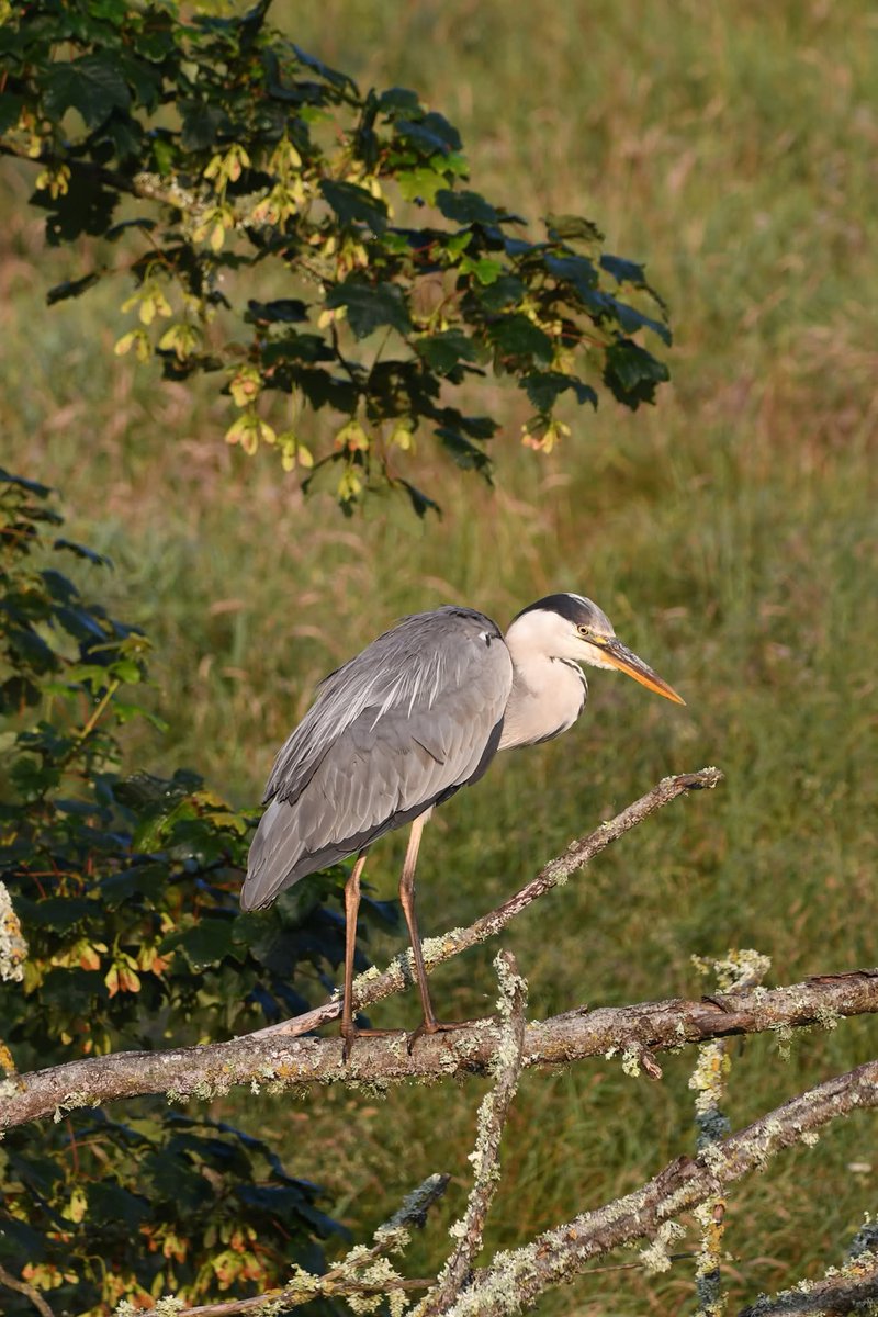 nealesmithworld's tweet image. Grey Heron
Bude Cornwall ใใ
#Bude #Cornwall
#GreyHeron