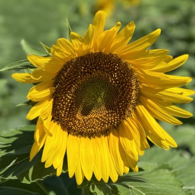 市民広場南緑地のひまわり畑。
夏の太陽が大好き。
#新しいプロフィール画像 #市民広場南緑地 #ひまわり畑 #ひまわり #夏空