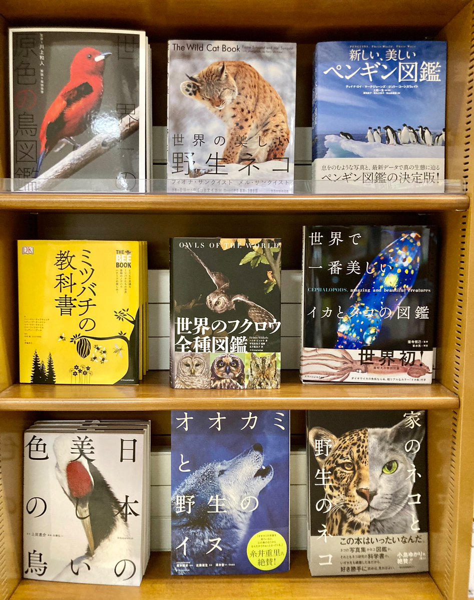 junkunamba's tweet image. 【理工書】
夏の生物図鑑フェア開催中🪼
夏休みのおともに図鑑を一冊いかがでしょうか?
担当おすすめは
涼やかな見た目が夏にぴったりな『世界の美しい透明な生き物』と、表情豊かな動物たちに癒されること間違いなしの『わらういきもの』です😸
#エクスナレッジ