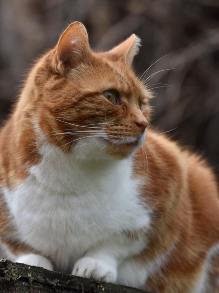 Where did the weekend go? #mondaymood #CatsOfTwitter