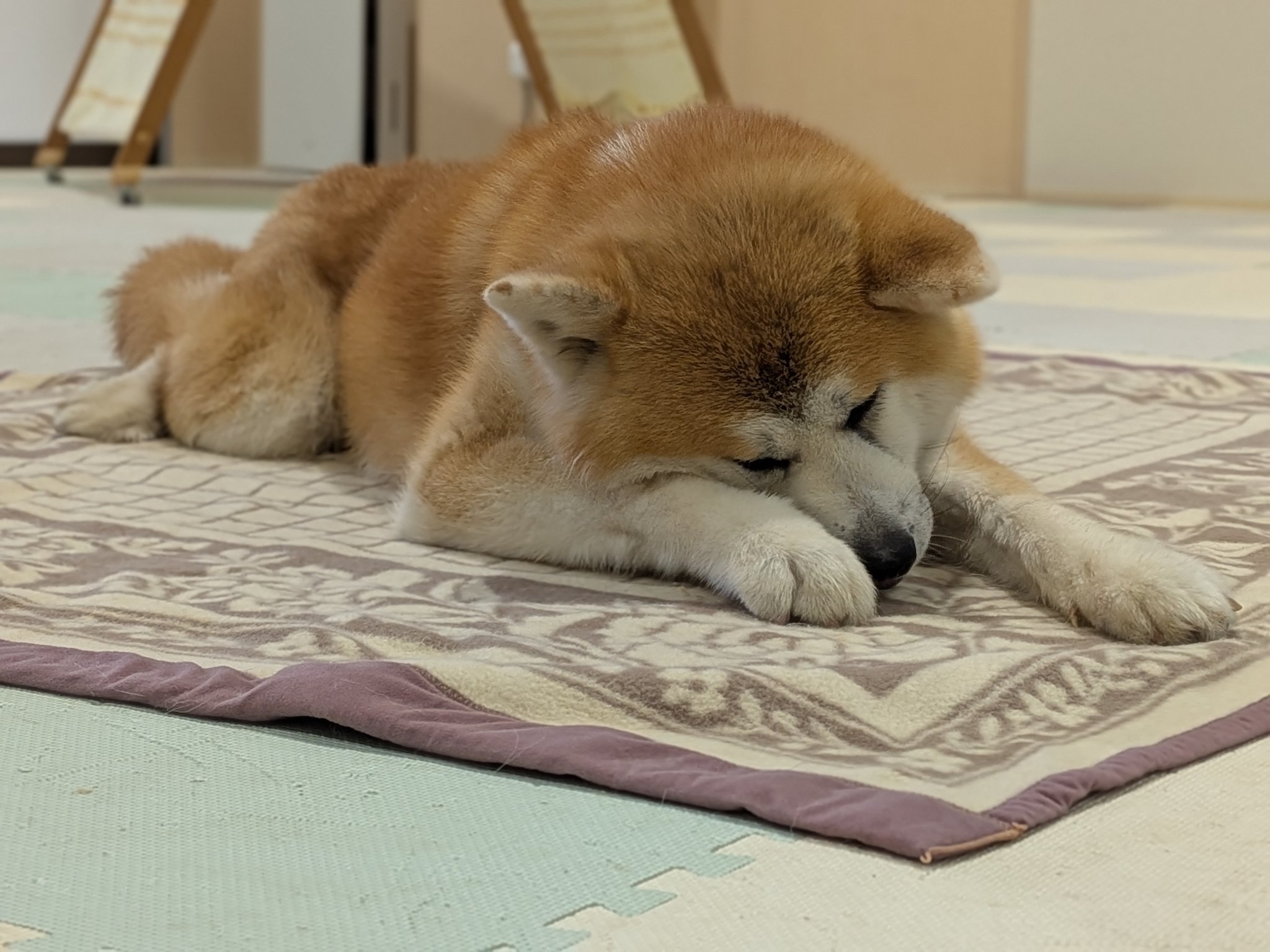 秋田犬の里【公式】 on X: 