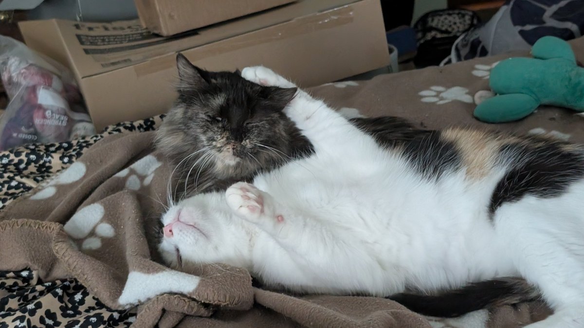 LadyDingleberry's tweet image. Lolo am so eepy.
(Lolo is so sleepy.)