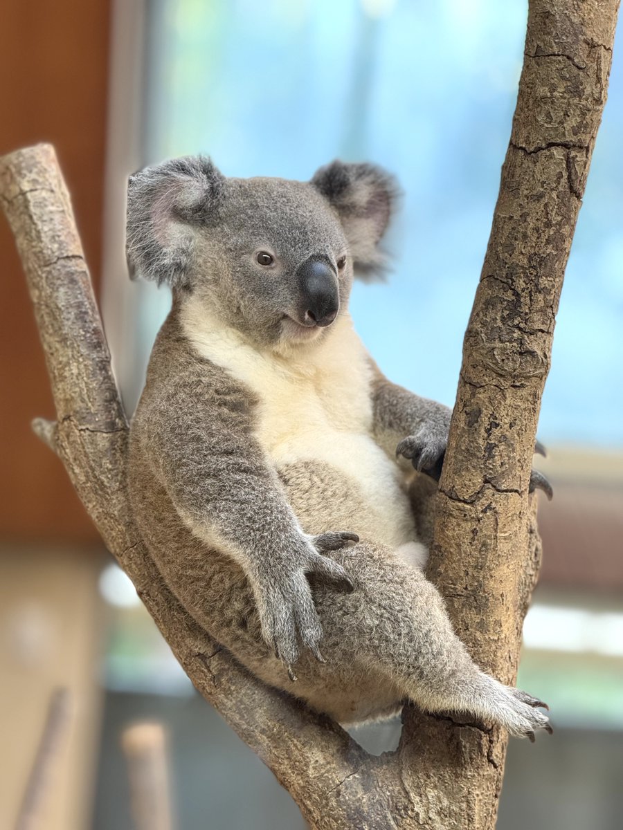 こちらがコアラ界の 『顔と体のギャップが凄い』王♚ と名高い桜希