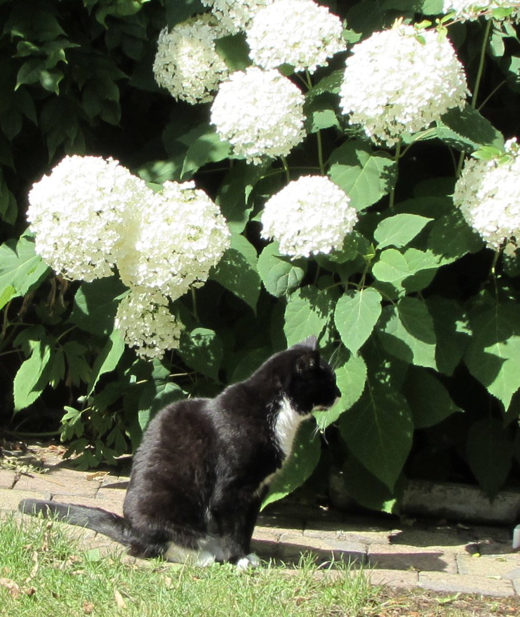 Oh pals what a weekend, I was under house arrest🙀
I never use the litter tray, preferring my own private facilities in my garden, after 18 hours of house arrest I finally had no choice, &amp; then she immediately let me outside, what is that all about !  Finally free 😺
#Hedgewatch