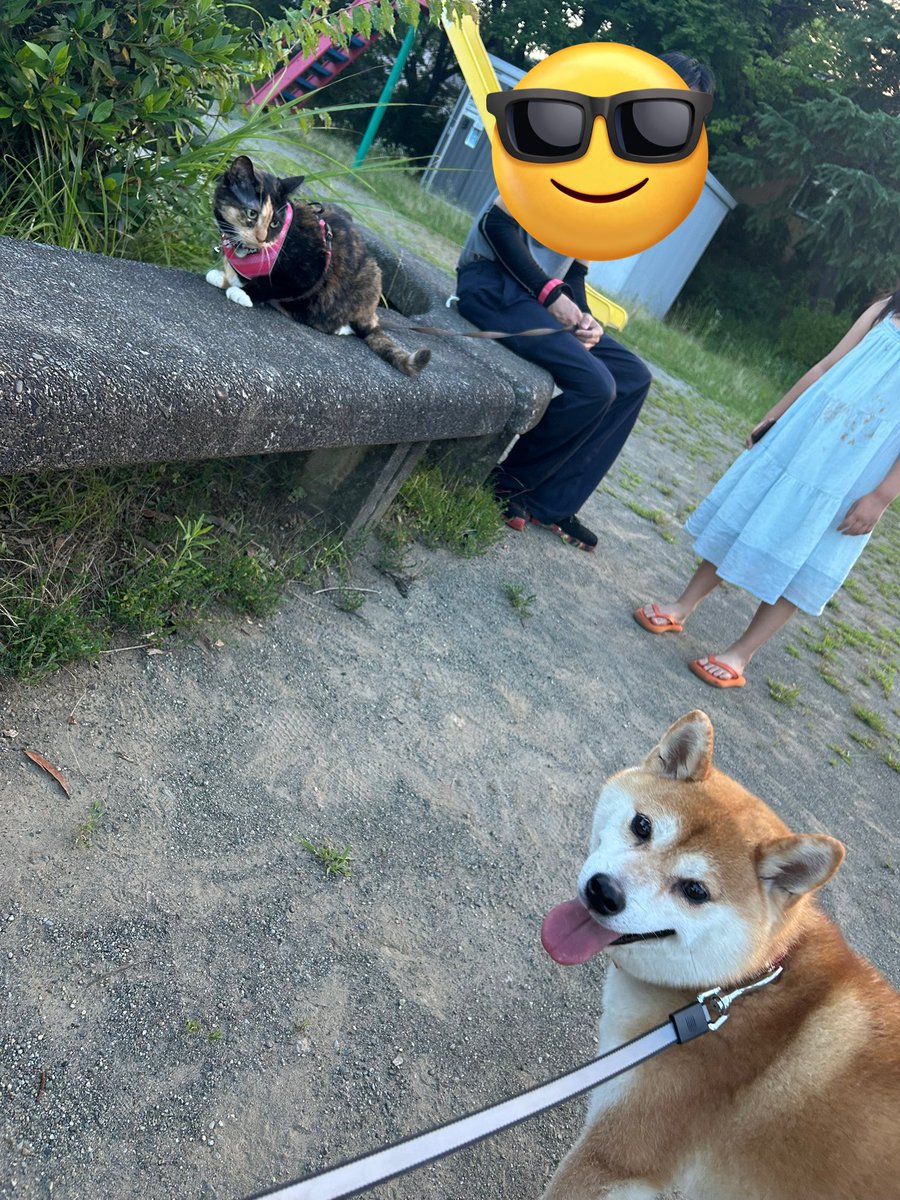 mikeshiba3011's tweet image. ナッツ、初めてのお散歩🐾
マメも一緒に🐶♡
怖かったみたいで、終始抱っこだったね🤣
#みけしば #猫 #柴犬 #猫好きさんと繋がりたい #犬好きさんと繋がりたい #猫のいる生活 #犬のいる暮らし #柴犬がいる暮らし #お散歩