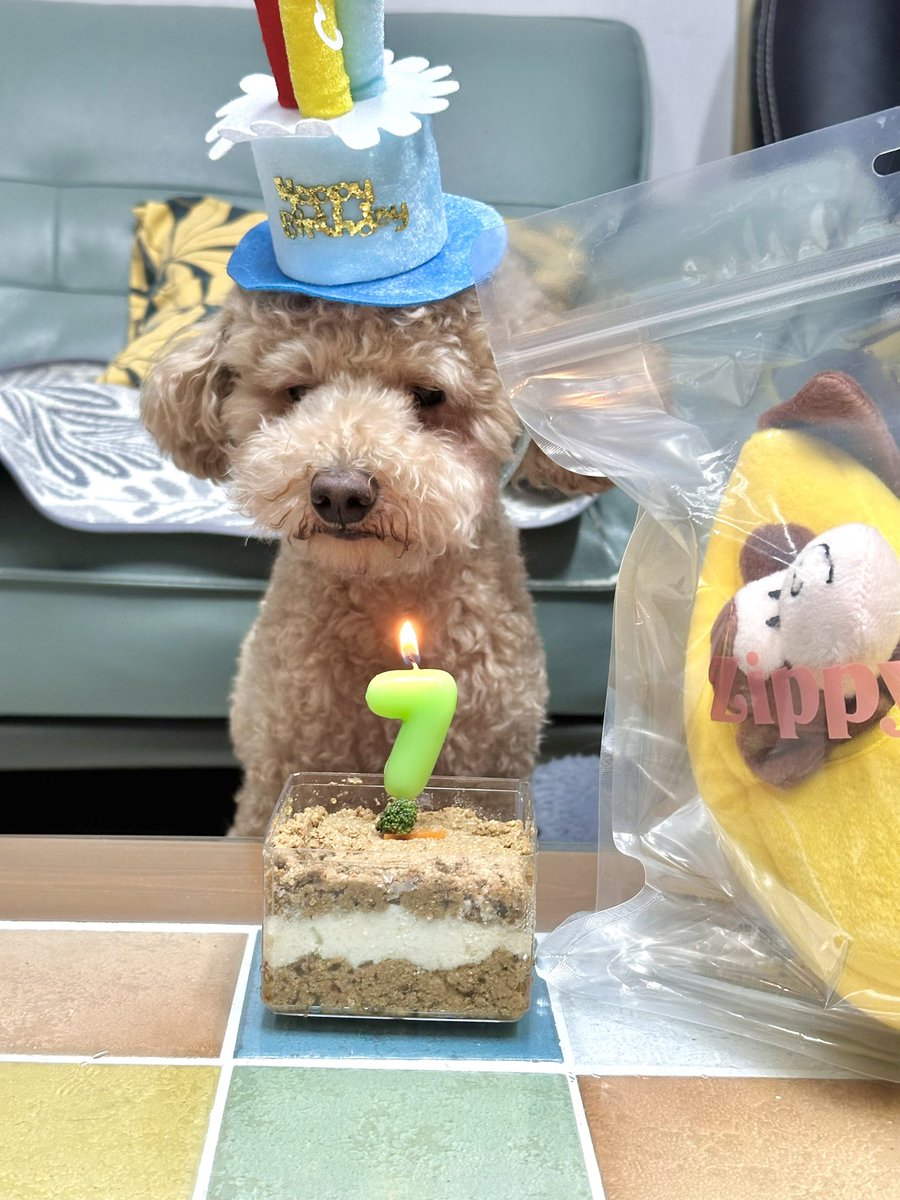 Q. 강아지도 나이 먹으면 착잡해하나요.
A.