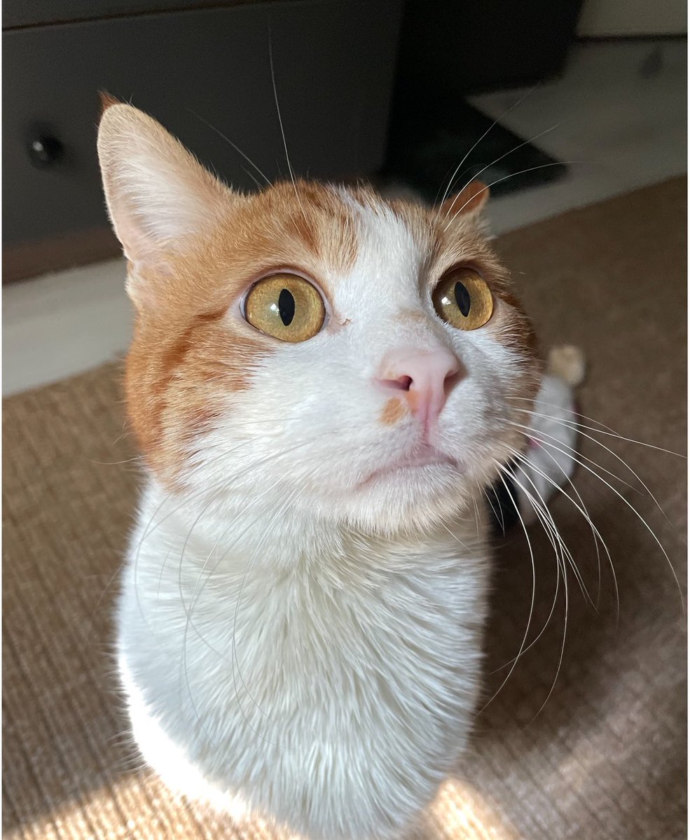 Bu dünyadan bir “Kiki” geçti
 
Güzel bebeğim canım oğlum Kiki’yi kaybettik. Hiç beklemediğimiz bir anda, hayatının en mutlu olduğu dönemde çok ani bir şekilde ayrıldı aramızdan. Vedalaşmaya bile fırsatımız olmadı. Ben onu çok sevdim, umarım o da beni çok sevmiştir. Tek