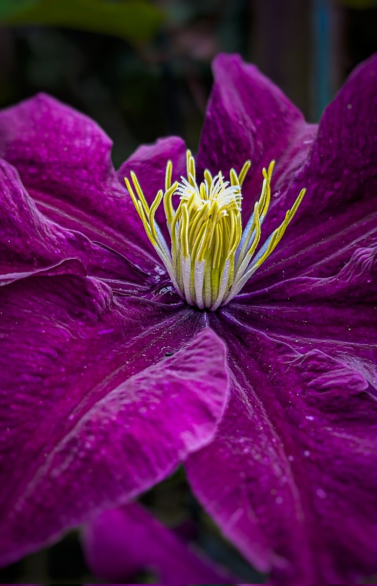 psychoticstate's tweet image. 💜💜💜💜 
#flowerphotography #NaturePhotography
