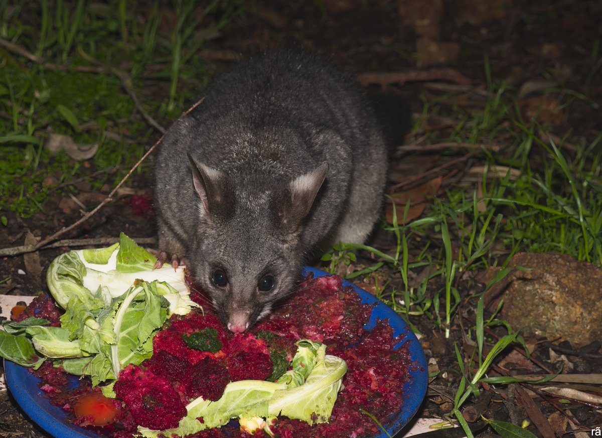 AugustoCos1's tweet image. Snack time on a cold &amp;amp;wet Monday.