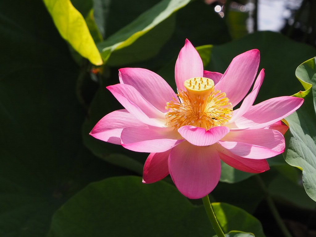 蓮の花をモデルにネアリカで作りました。 lrg_11051477.jpg?updated_at=