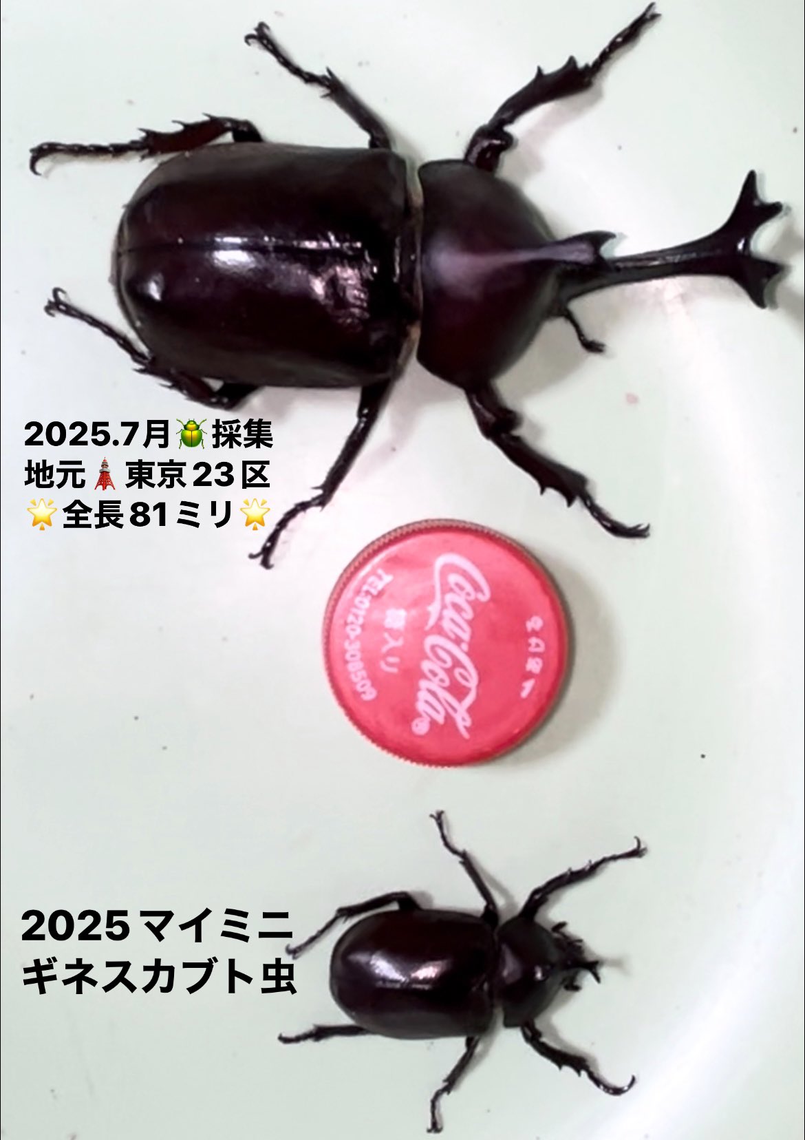 コメントでバラ売り3体希望　赤ムタ、NWOムタ、カシン パラワン顔だけメス on X: 