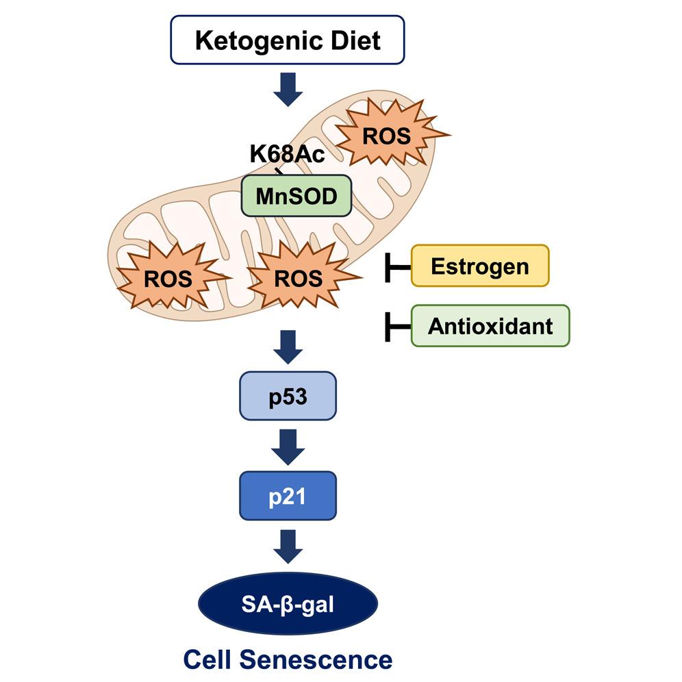 AKoutnik's tweet image. 🐁 New Mouse (WITHOUT NNT) Study Suggest Ketogenic Diet Induced Oxidative Stress in Male but NOT Female 💥
🤔Interesting this doesn't seem to be the case in humans?
🔬Insight: 10 years ago I found that mouse models lacking NNT (key enzyme balancing mitochondrial ROS and…