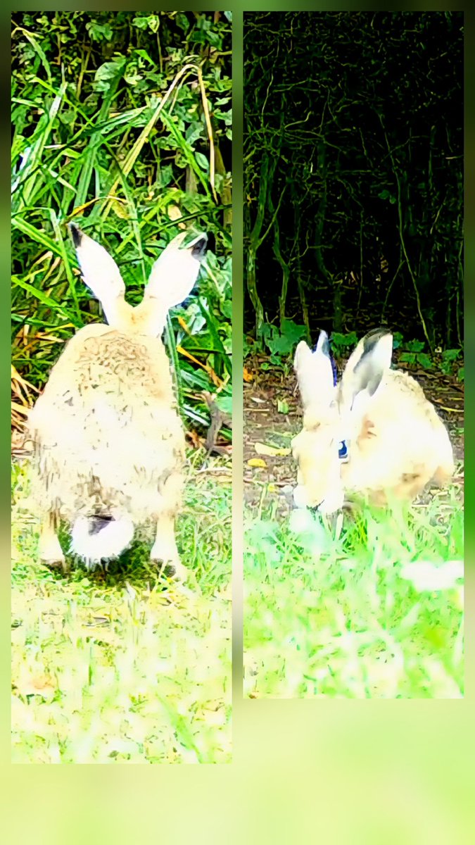 RoeDeerDiary's tweet image. Splitting hares!!
As usual, cameras picked up a few hares yesterday. I noticed one had a distinctive split in one of its ears. 👂
I'm not sure whether it's an injury or a natural defect. 🤔
Apologies for the poor quality pics. They're stills from video.
#RoeDeerDiary #hares