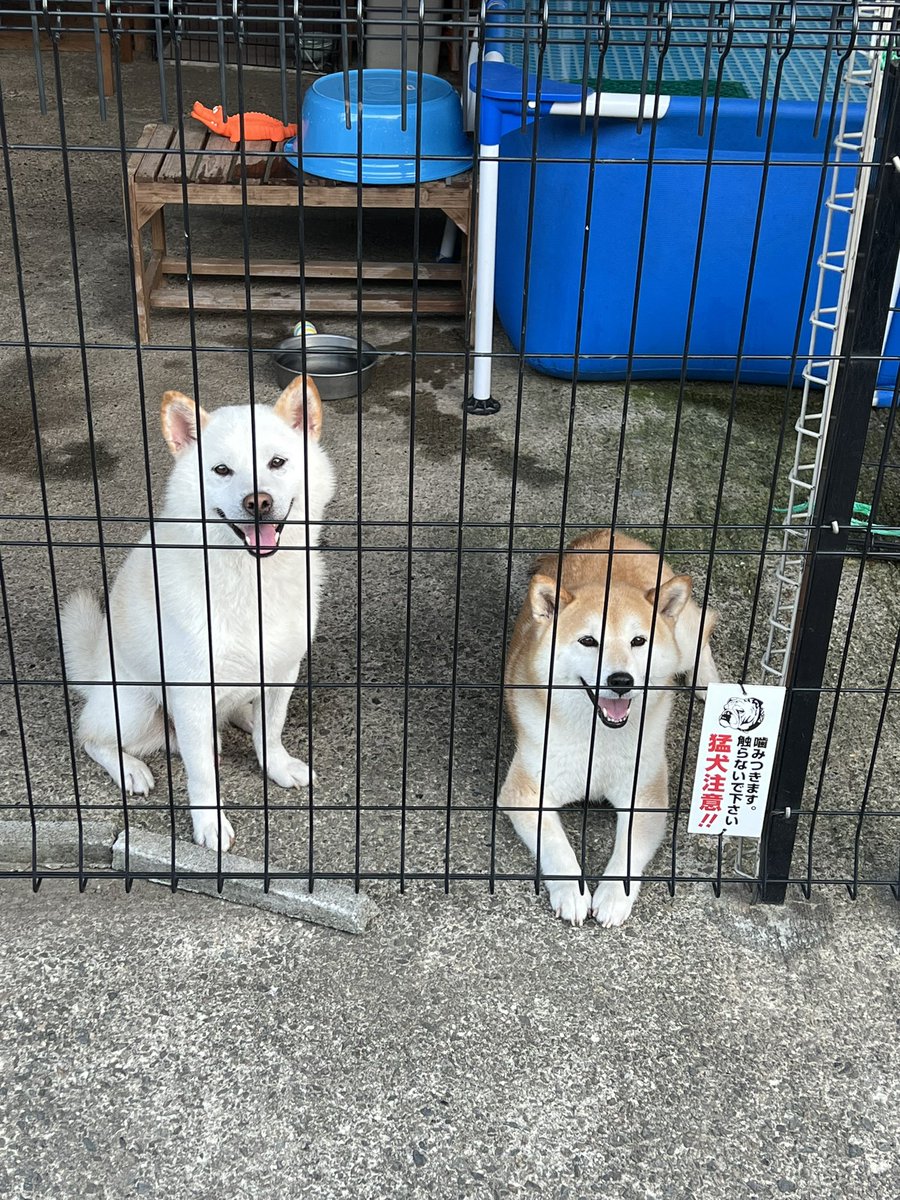 柴犬みかんQちゃん父ちゃん tweet media