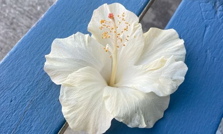 AcademiaDreams's tweet image. beach day π
