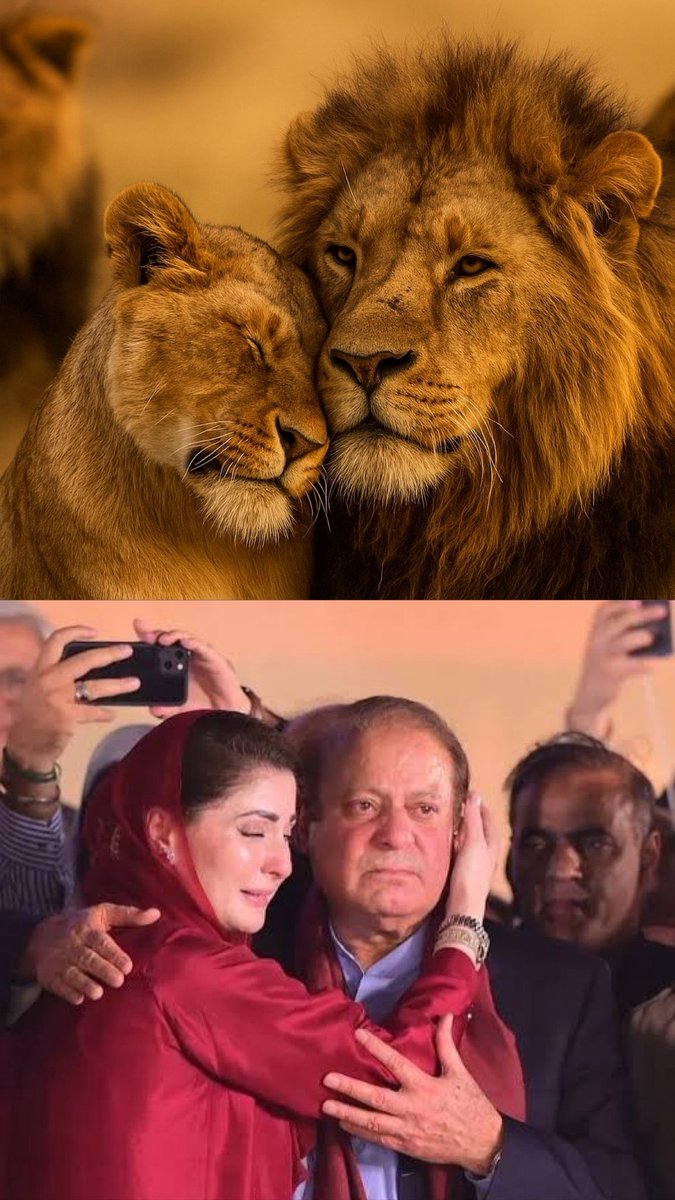 شیر اپنے شیروں سے جُڑے رہتے ہیں🐅

یہ صرف باپ بیٹی کا رشتہ نہیں، یہ حوصلے، قربانی اور محبت کی مکمل کہانی ہے۔❤️ 🐅🐅🐅🐅🐅🐅
