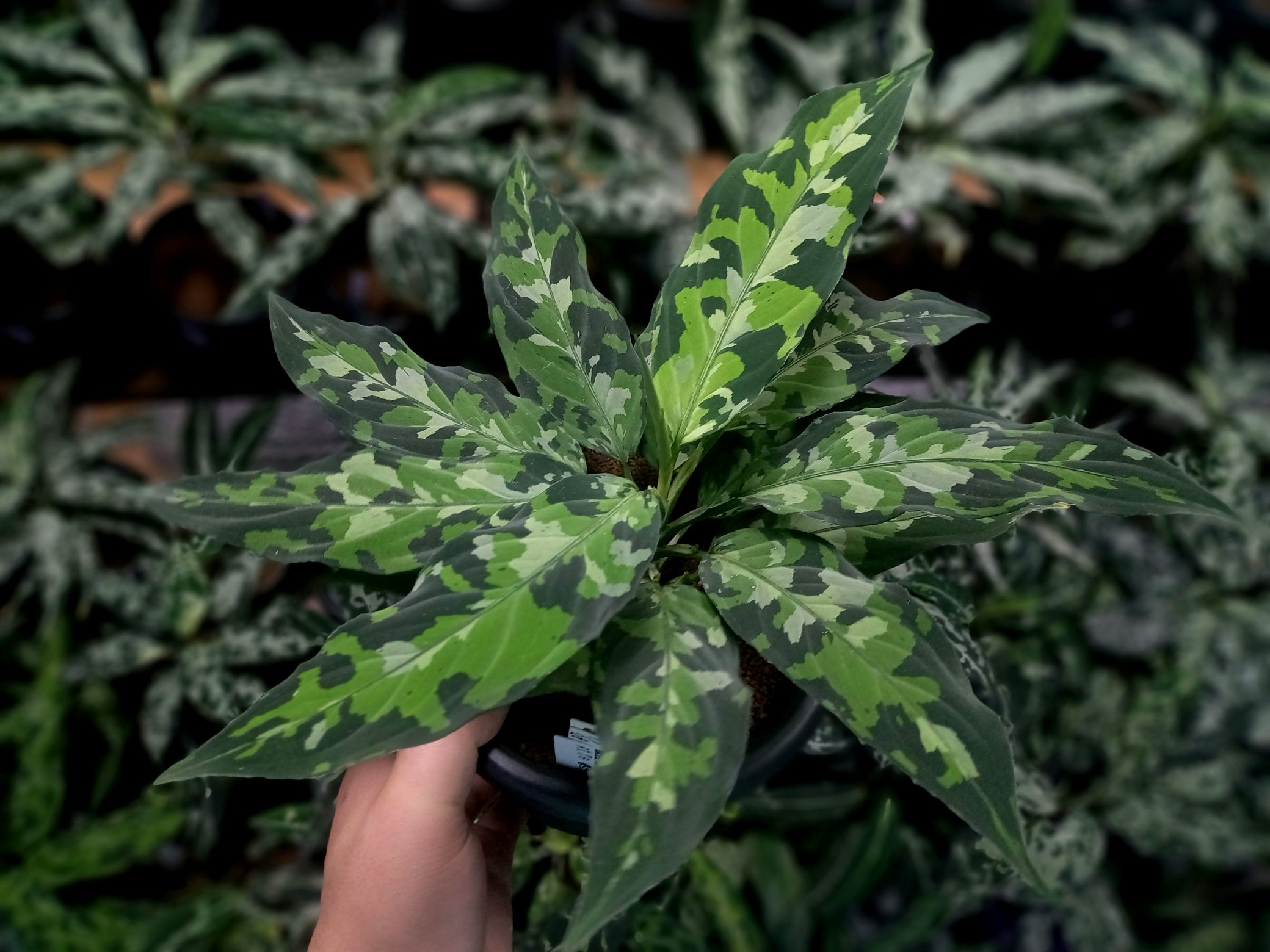 その他観葉植物 ryo Ryo (@jeep55Ryo) / X