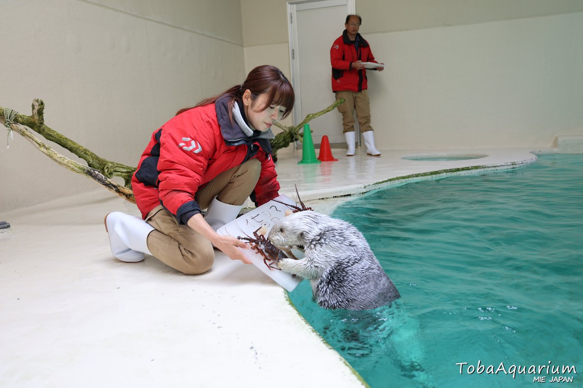 TOBA_AQUARIUM's tweet image. ラッコのメイが伊勢志摩国立公園指定80周年記念事業のPR大使に任命されました🦦
任命状としてアイスケーキがプレゼントされました!!
水槽内でのプレゼントの様子はこちらからご覧ください🎥
youtu.be/FYvmdCvXMiU
