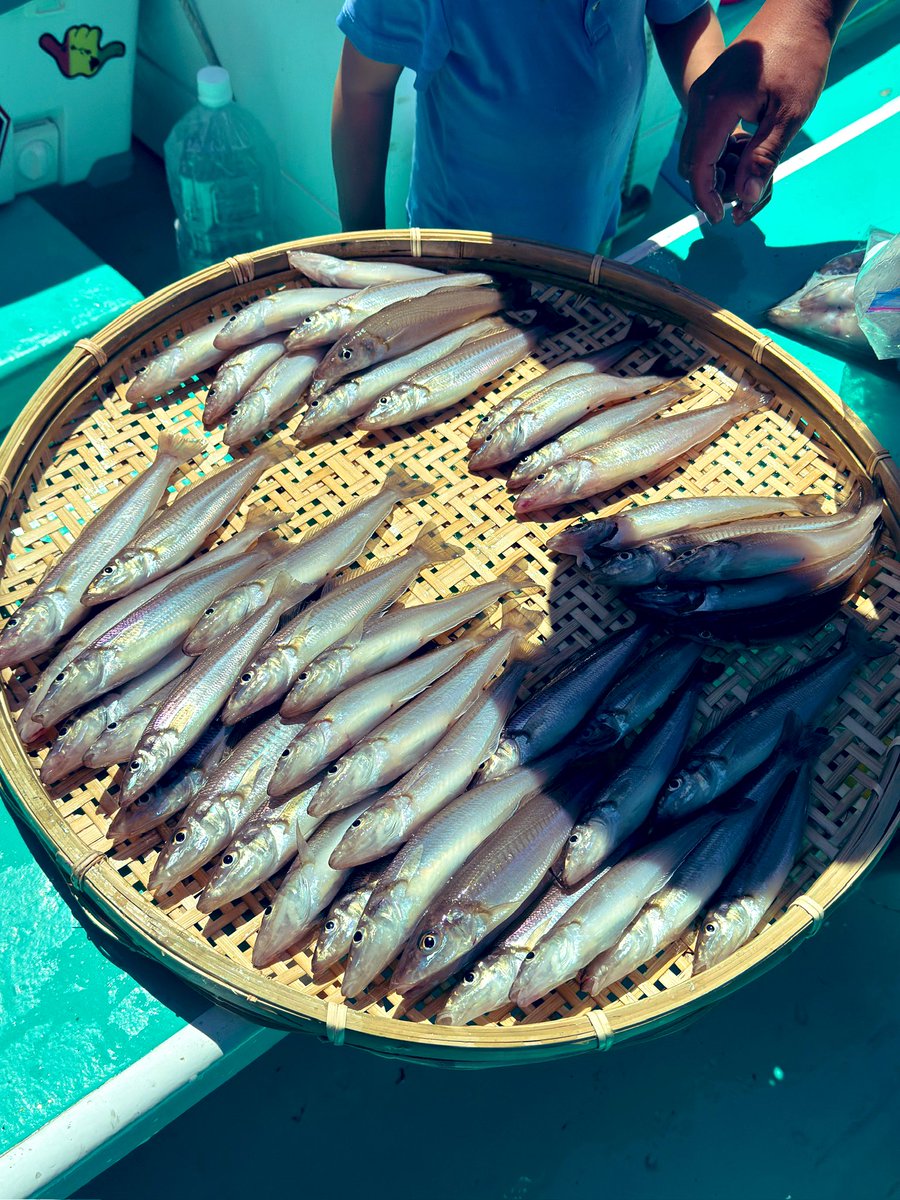 CLNYOPE's tweet photo. ここ最近の釣果😂
マツダイ→シイラ→シロギス https://t.co/baPyOi4Pst