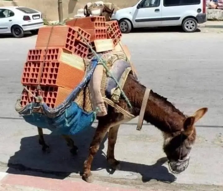 Joseph3Sengendo's tweet image. Whoever did this to this innocent animal you deserve to be in hell before the end of today