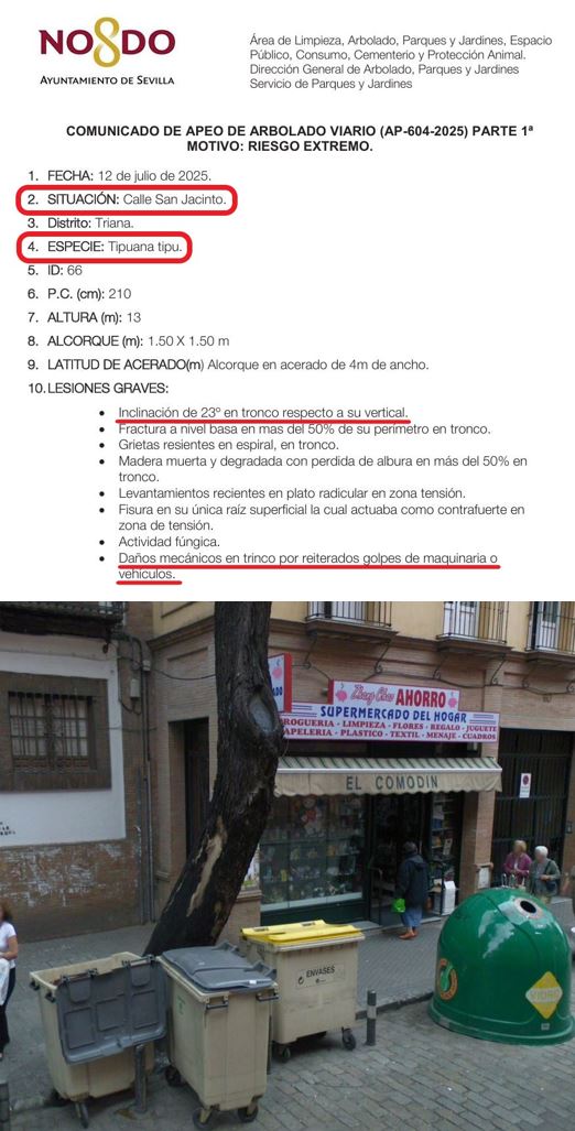 SOSterritorios's tweet image. Lo que NO dice el @Ayto_Sevilla en su #FichaDeApeo del #Árbol de C/ #SanJacinto:
-Los golpes reiterados que recibió de maquinaria y vehículos, fueron por #ObrasMunicipales y por camiones de @LipasamSevilla.
-Las #PodasCriminales que padeció.
-Ellos causaron la inclinación de 23º.