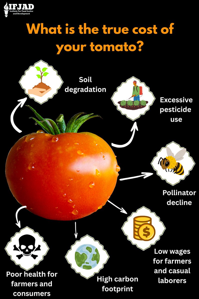 Tomatoes are Kenya’s most consumed vegetable, but also a symbol of deep problems in our food system: toxic pesticides, climate harm, and underpaid farmers.. The future lies in producing tomatoes that are safe to eat, fair to grow, and kind to the environment. #FoodJustice