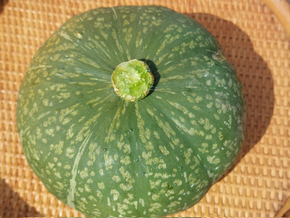 dHuHBSNDDW6QiBo's tweet image. 三連休だった方も
お仕事だった方も
お疲れさまです🙇
1)27日には花火があがります🎆
2)ひと口冷奴アレコレ楽しむ
3)お腹いっぱいになりそう😋💕
4)初採りのカボチャ
良い形に育ちました🙌
今夜も美味しいお酒を😁🍻🎶
#鳥オト
#鳥生洋文のONGAKUな時間