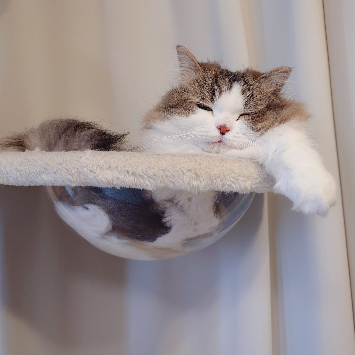 marotrain's tweet image. ひめはとっ〜ても敏感で神経質な子🩷
(🎀 ≖ω= )
#猫のいる暮らし𓏲𓎨   #ミヌエット #液状化猫