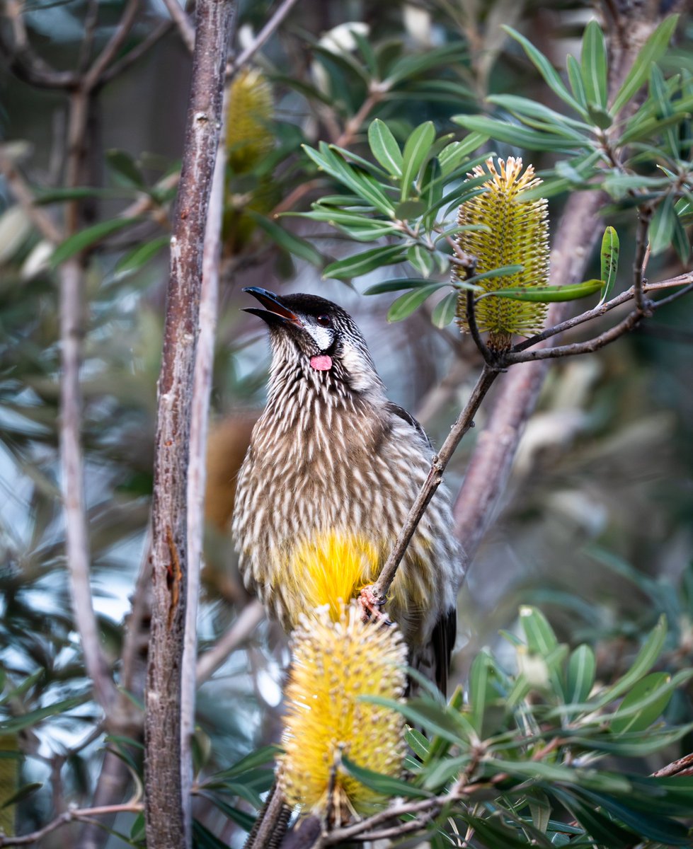 ThingsCanberra's tweet image. Red wattlebird &amp;amp; banksias - Botanic Gardens
