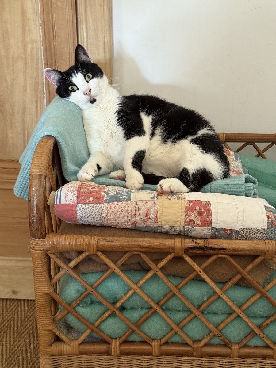 incunabula's tweet image. Part of our team here at the Incunabula Library is Mario, the Perpetually Surprised Cat.
