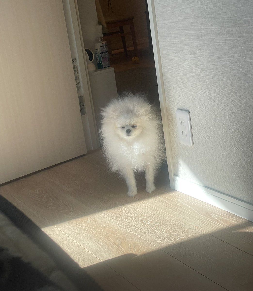起こしにきた毛球💭