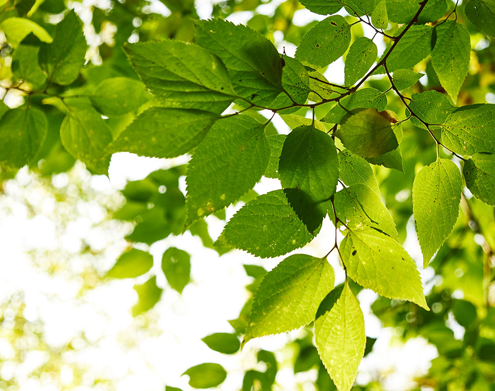 We're committed to a sustainable future by leading with environmentally responsible practices. 🌱

Find out more about our sustainability policies: bit.ly/3AOCOwy