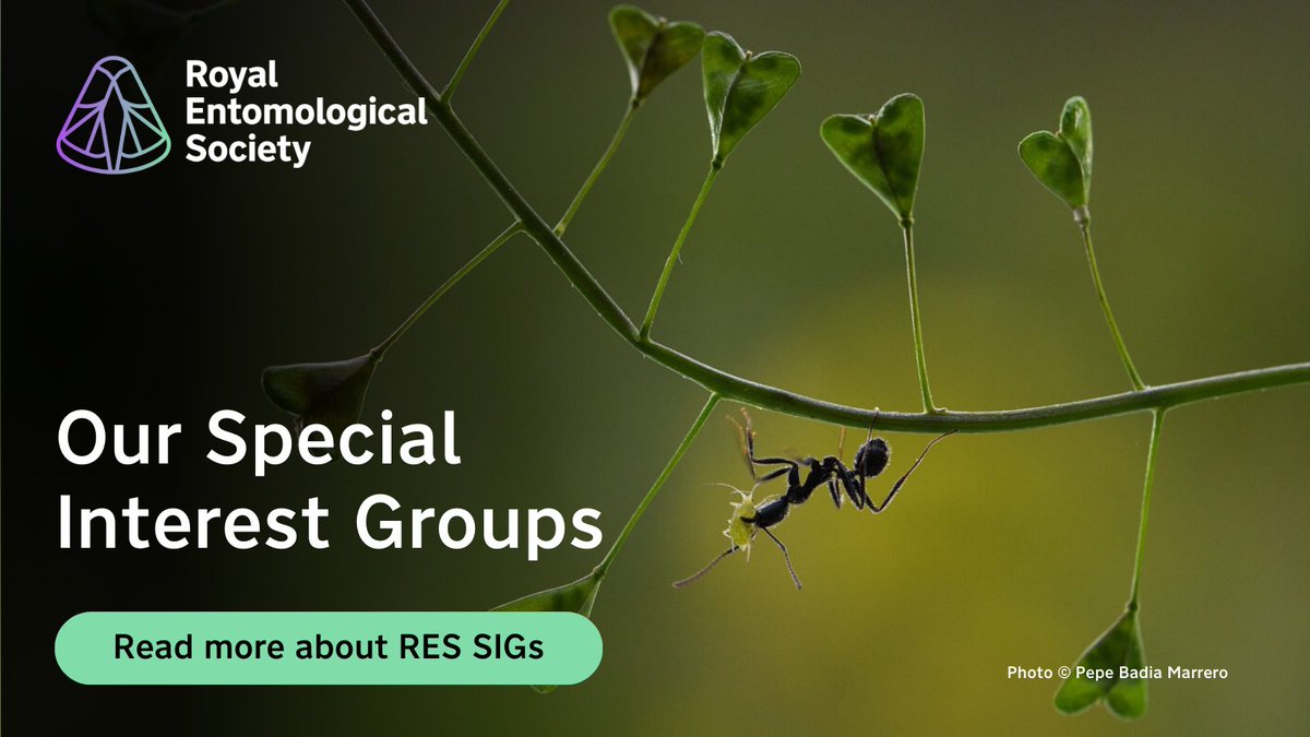 RoyEntSoc's tweet image. The Royal Entomological Society has over 20 Special Interest Groups pulling together a community with a shared interest in advancing areas of knowledge within unique fields of #InsectScience.
Read more about our SIGs 🔽
royensoc.co.uk/membership-and…
📸 (c) Pepe Badia Marrer