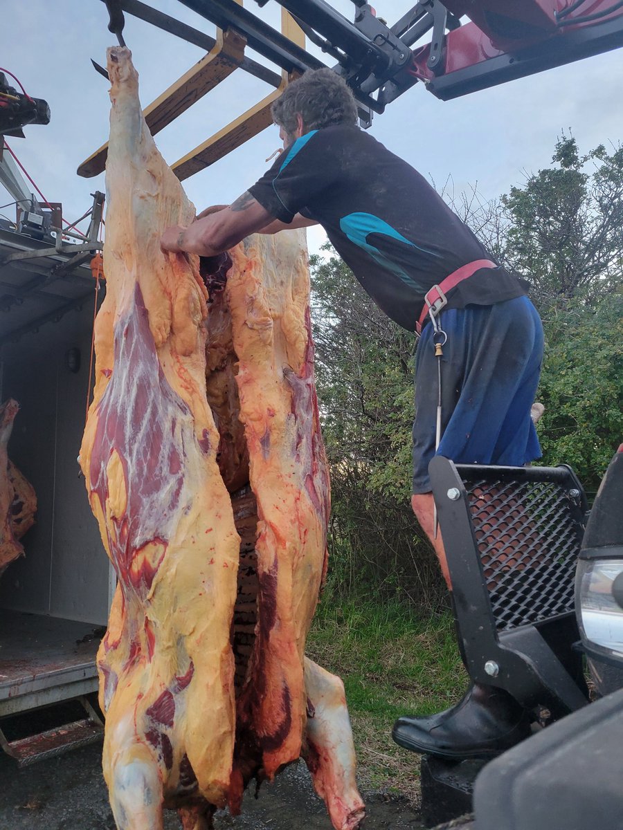 Theblackfemini3's tweet image. GUESS THE WEIGHT!
Closest to the right weight without going over gets a kilo of snags free with their next order online or in store 😁
This cow was attacking anything that moved so she had to be moved on.
Contrary to some people's beliefs, cows can be extremely dangerous.…