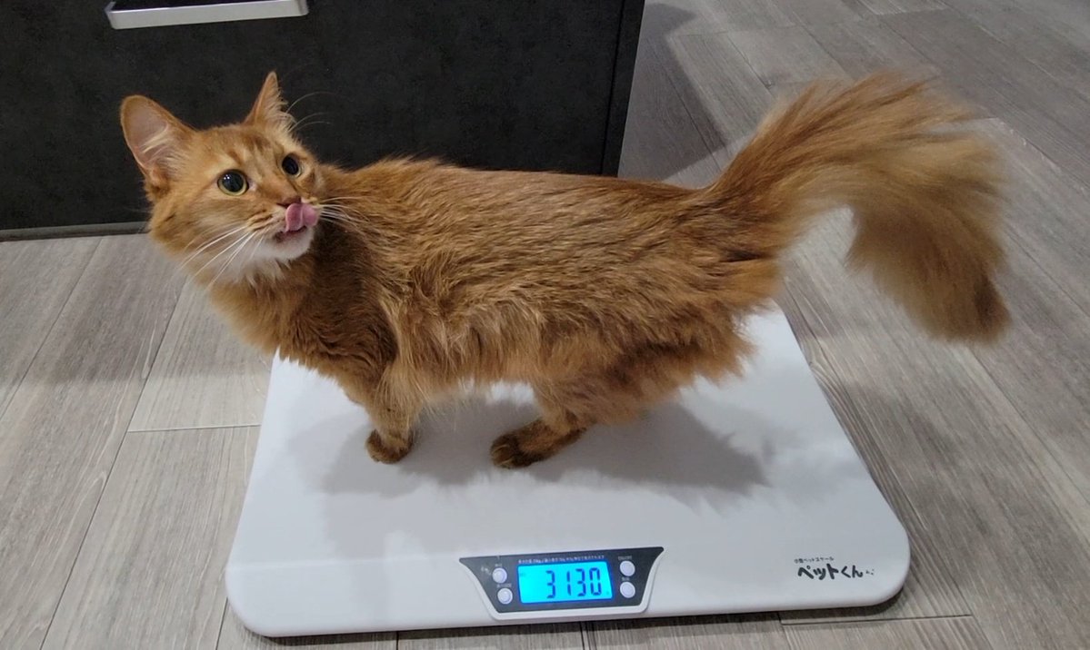 chipie0826's tweet image. ㊗️㊗️㊗️㊗️
腎臓病になる前→3.2kg
腎臓病で入院した時→2.3kg(2023/10)
そして現在!3.1kg!!!!!!!!🙌🙌
