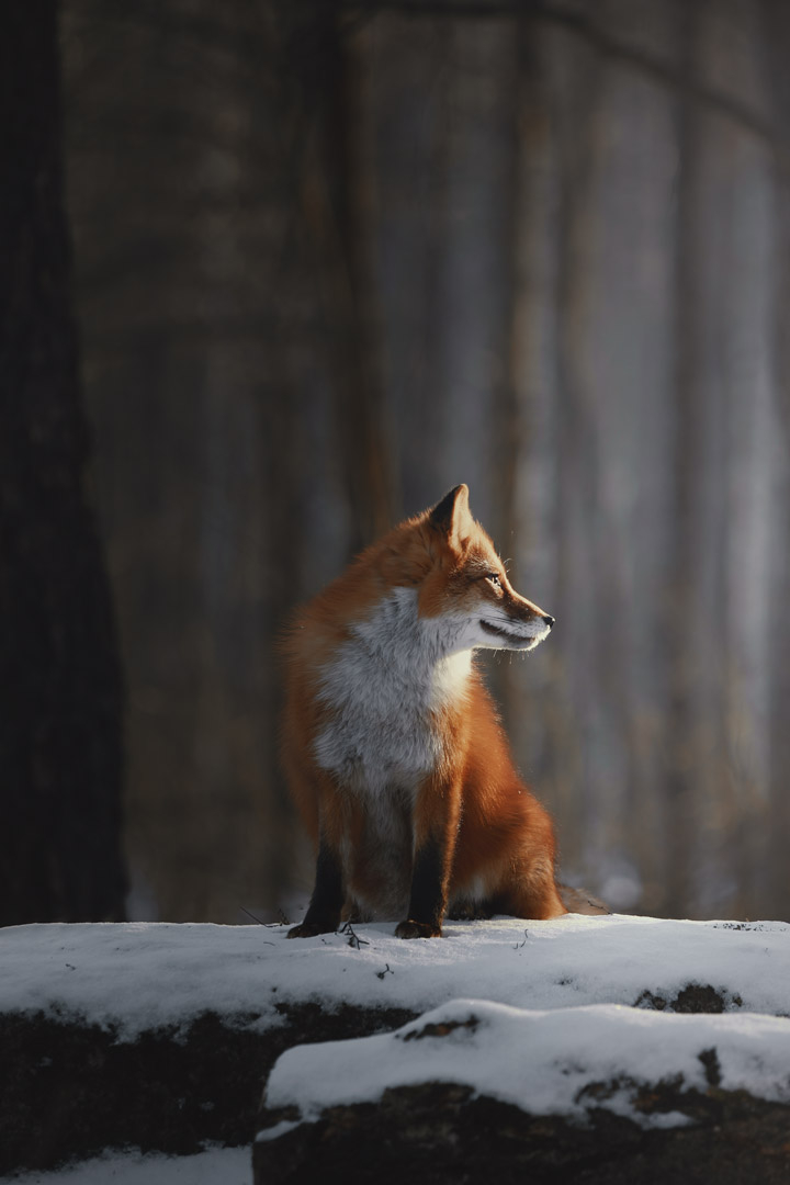 SeedPhoto's tweet image. Professional photographer Natalia Ricci captures a fox 🦊 in the wild, with its ginger fur subtly contrasting against the muted gray tones 🌫️ of the surrounding forest 🌲, creating a quiet focal point in the scene. 📸
@riccinataliia @SeedPhoto
#SEEDPhoto #NFT #Photography…