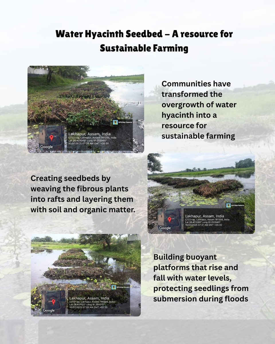 SGP OP7 India (@sgp_op7_india) on Twitter photo #Water #Hyacinth Seedbed
Under #SGP OP7, #communities are turning a major ecological problem of #invasive water hyacinth in water bodies into a practical agricultural asset with support from SpreadNE in #Nalbari District of Assam.
<a href="/GEF_SGP/">Small Grants Programme</a> #sustainable #farming #Water #Hyacinth Seedbed
Under #SGP OP7, #communities are turning a major ecological problem of #invasive water hyacinth in water bodies into a practical agricultural asset with support from SpreadNE in #Nalbari District of Assam.
<a href="/GEF_SGP/">Small Grants Programme</a> #sustainable #farming