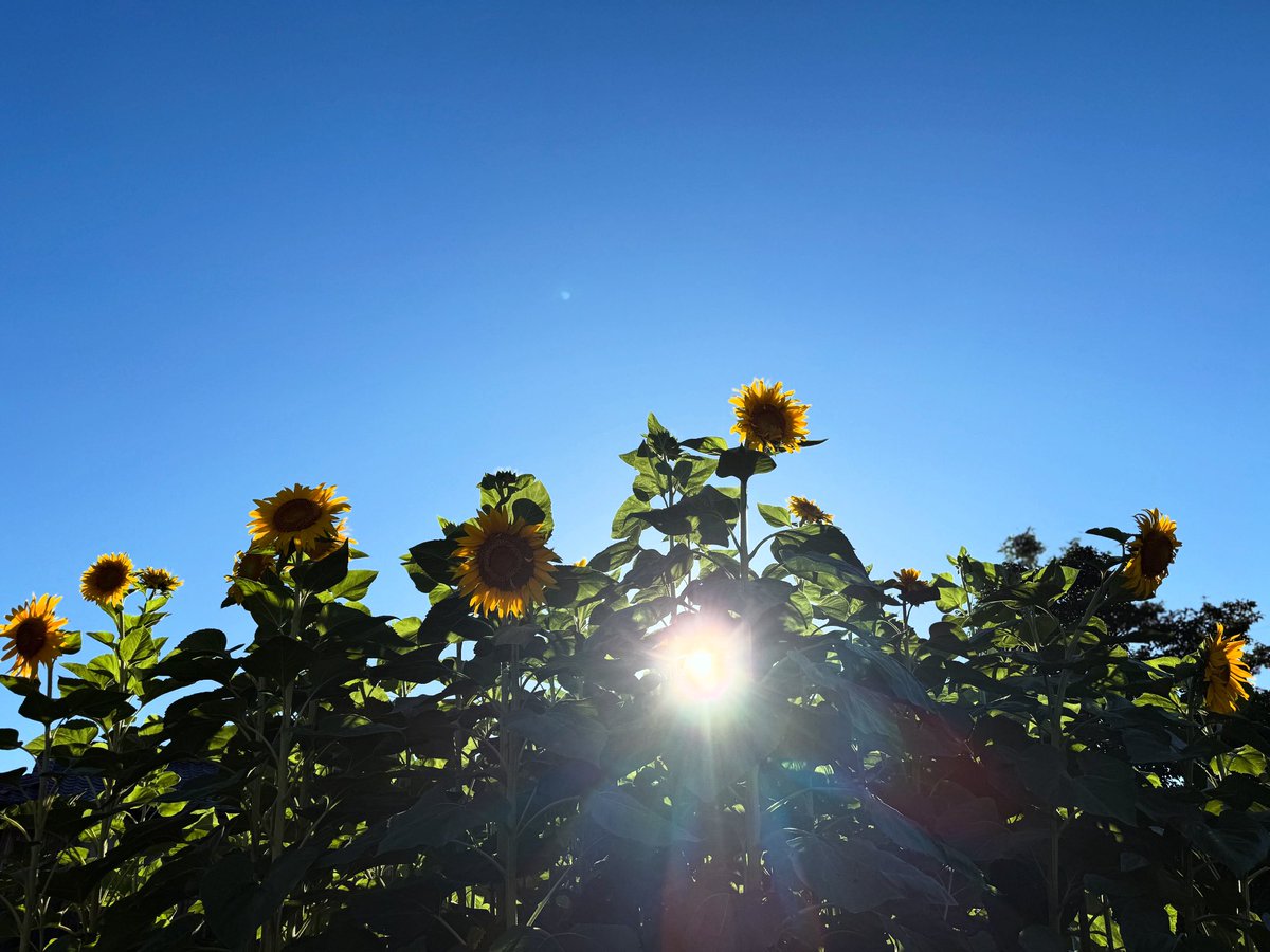 cxxn_TTT's tweet image. ひまわり咲いてた🌻83本📕