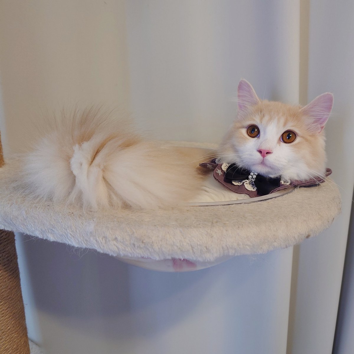marotrain's tweet image. 液状でもおしゃれ🩷
#猫のいる暮らし𓏲𓎨    #ラガマフィン #おめかし猫