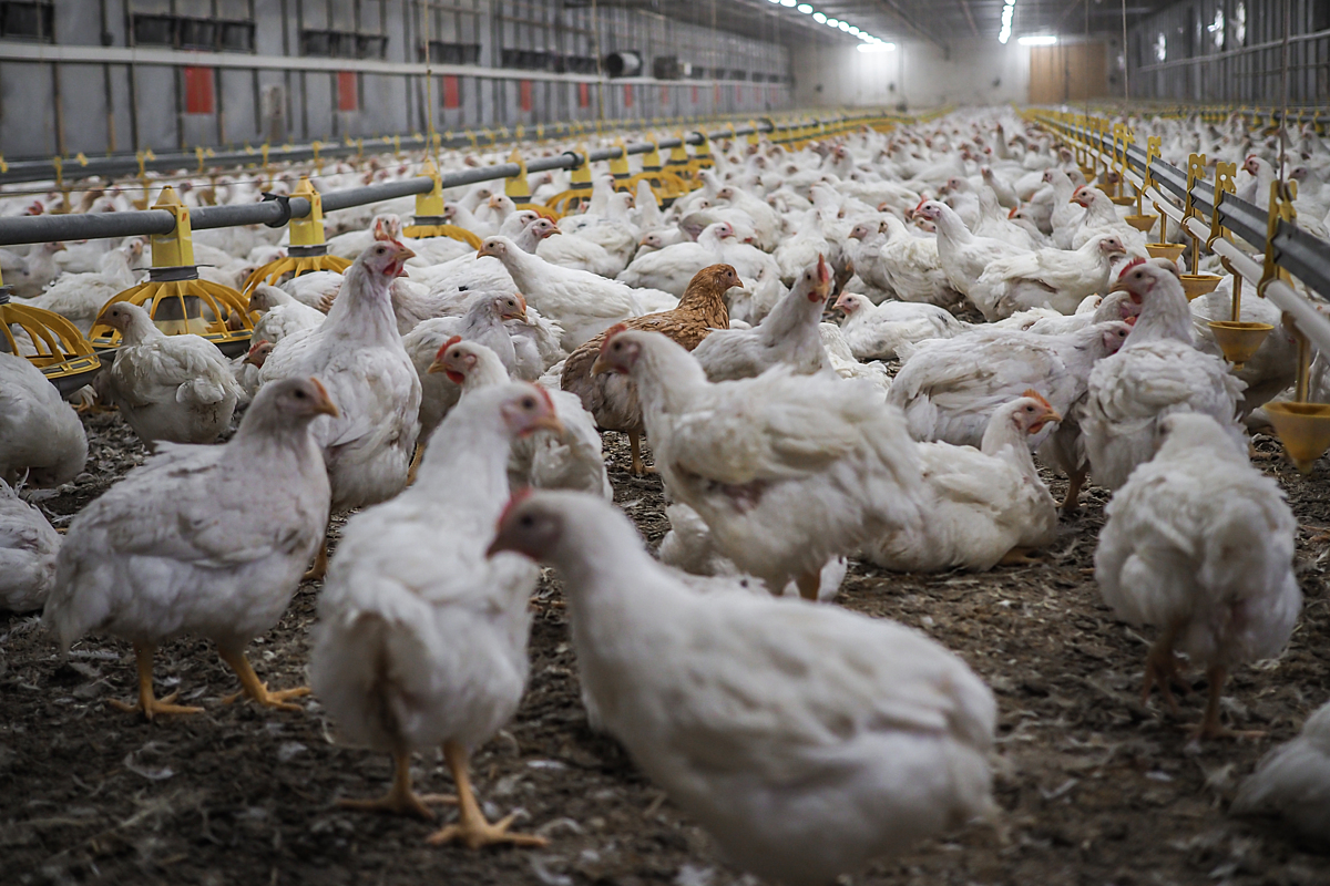 AnimalLawEurope's tweet image. 🐥Chickens live 10+ years, but most broilers are killed at just 5–6 weeks.
📈They’re the most farmed terrestrial animal in the EU, with at least 6 billion slaughtered yearly.
🚫 90% live out their short lives on intensive farms.
🔗 More → tinyurl.com/32n2y4pw