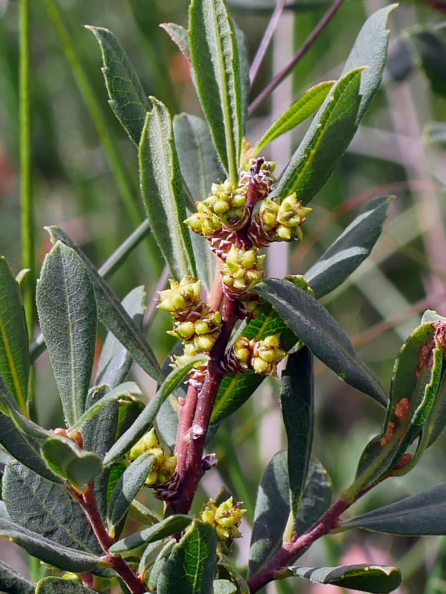 Botany2021's tweet image. Bog Myrtle in seed, all parts smell lovely when crushed. Mid Cornwall moor.
Myrica gale