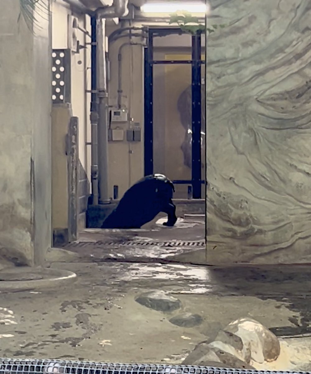 R19088156's tweet image. 🦛
　　　　　　『 つ 』

2025.7.21
#コビトカバ
#コブシ