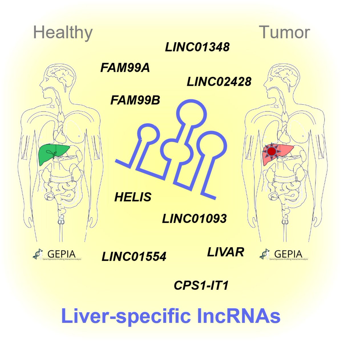 FEBSOpenBio's tweet image. 📑 New Review to save for later!
Liver-specific lncRNAs associated with liver cancers
➡️ buff.ly/qRP09wo
#lncRNAs #HCC #Biomarkers #LiverCancer #NoncodingRNAs