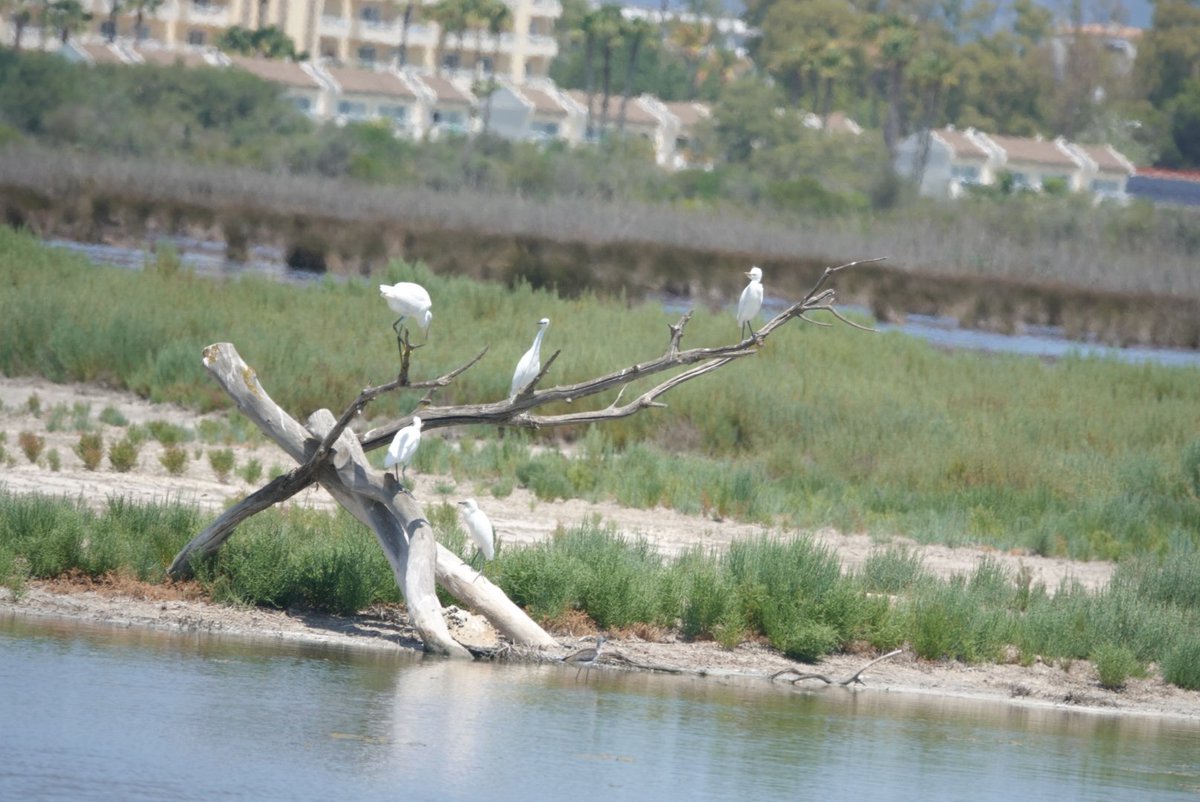 Toby’s Birding tweet media