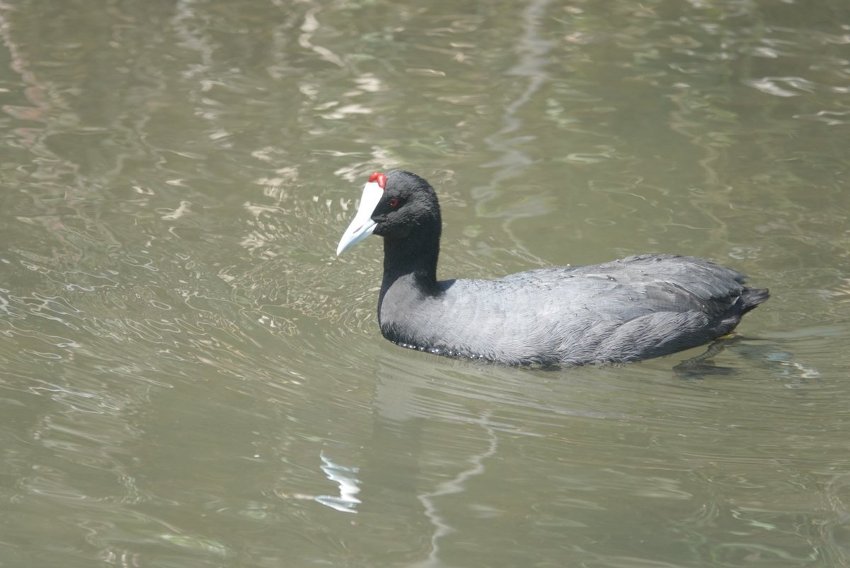 Toby’s Birding tweet media