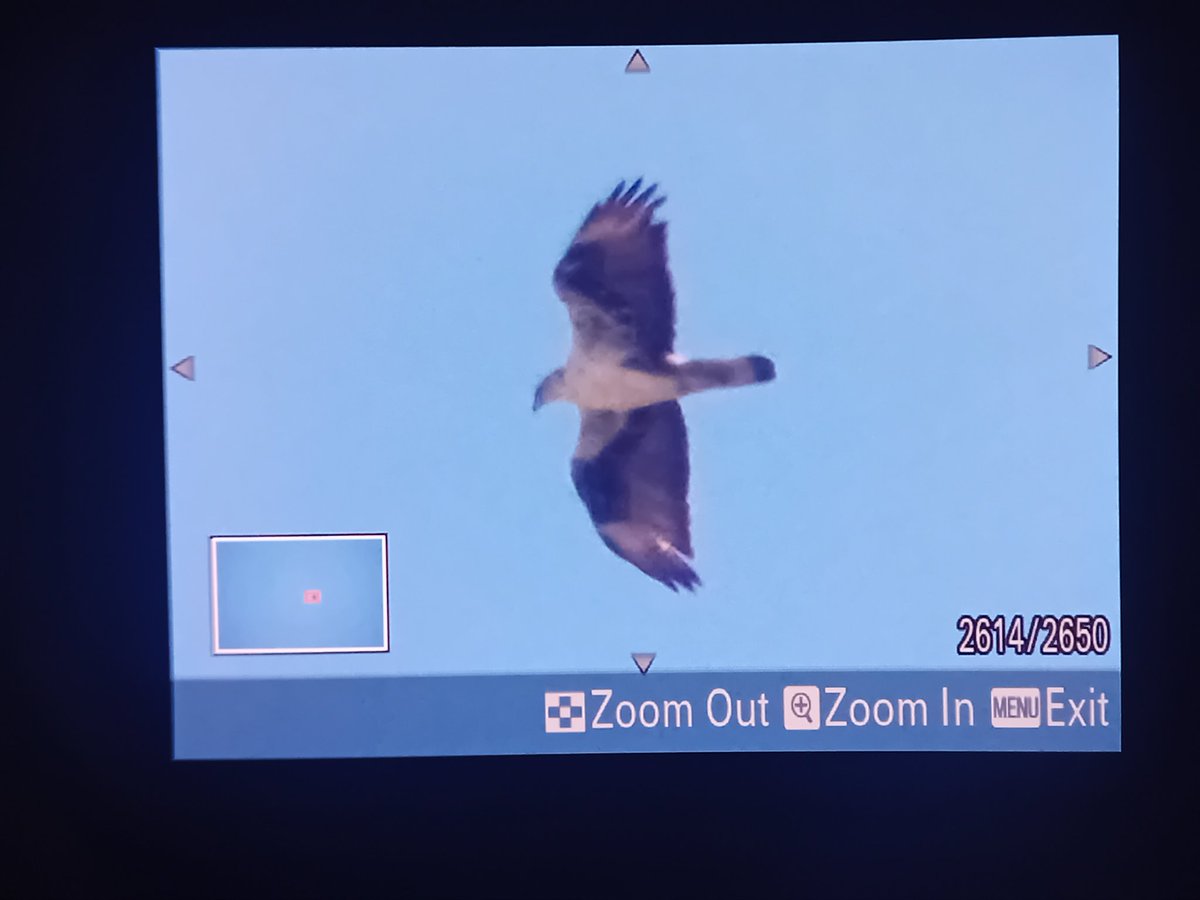 Toby’s Birding tweet media