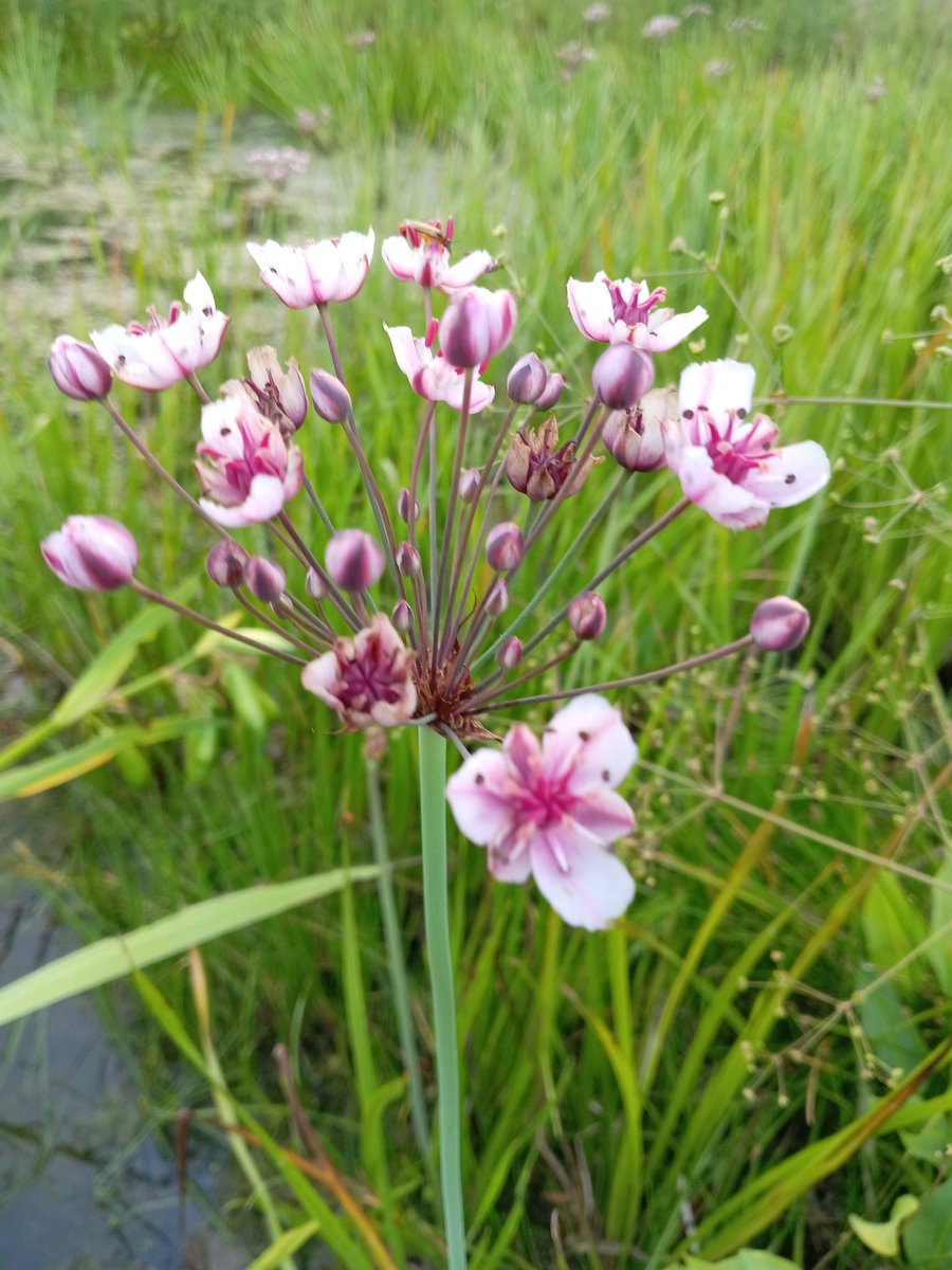 sherpin24's tweet image. I found a beautiful wildflower in our village's pond yesterday. It's called "Flowering Rush", which provides valuable habitat for various wildlife, including dragonflies and damselflies. According to what I searched for, this wildflower, while it is considered a rare native plant…