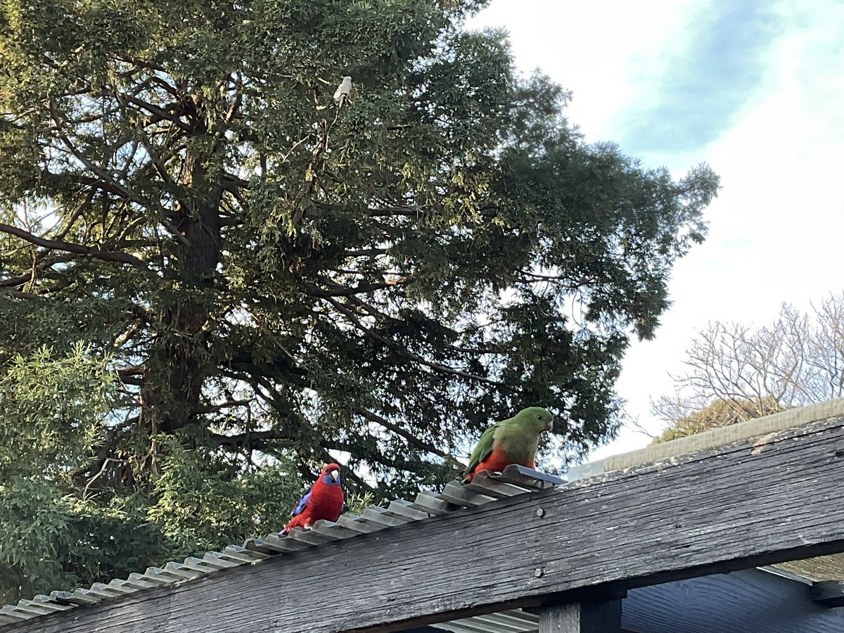Three of my bird buddies.