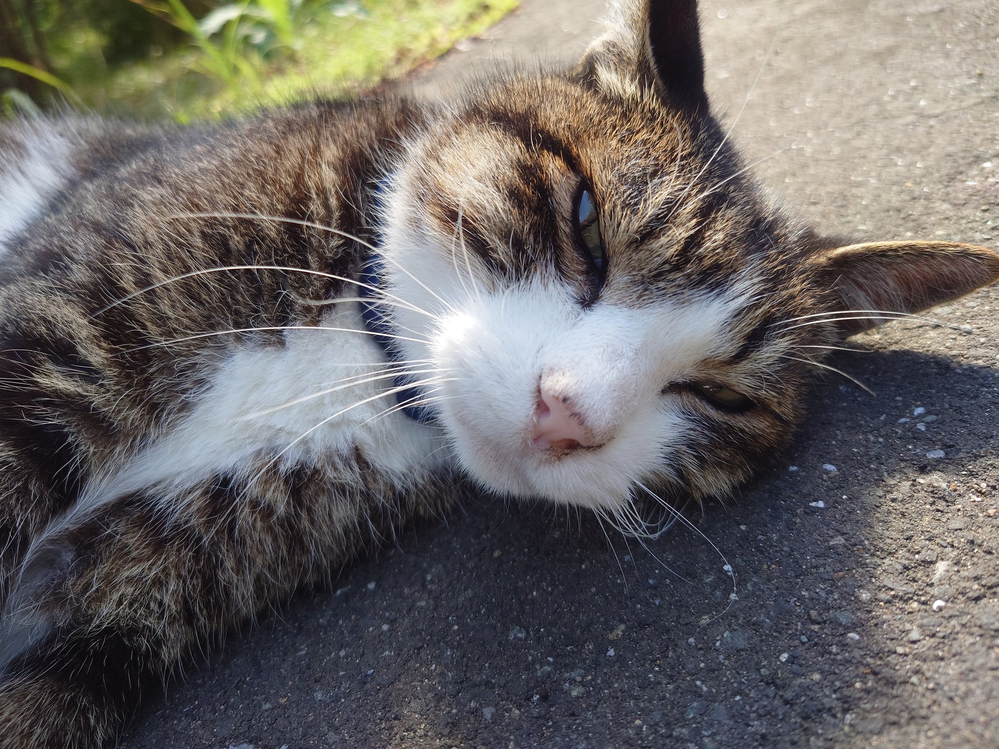 猫太郎 きくちゃん on X: 